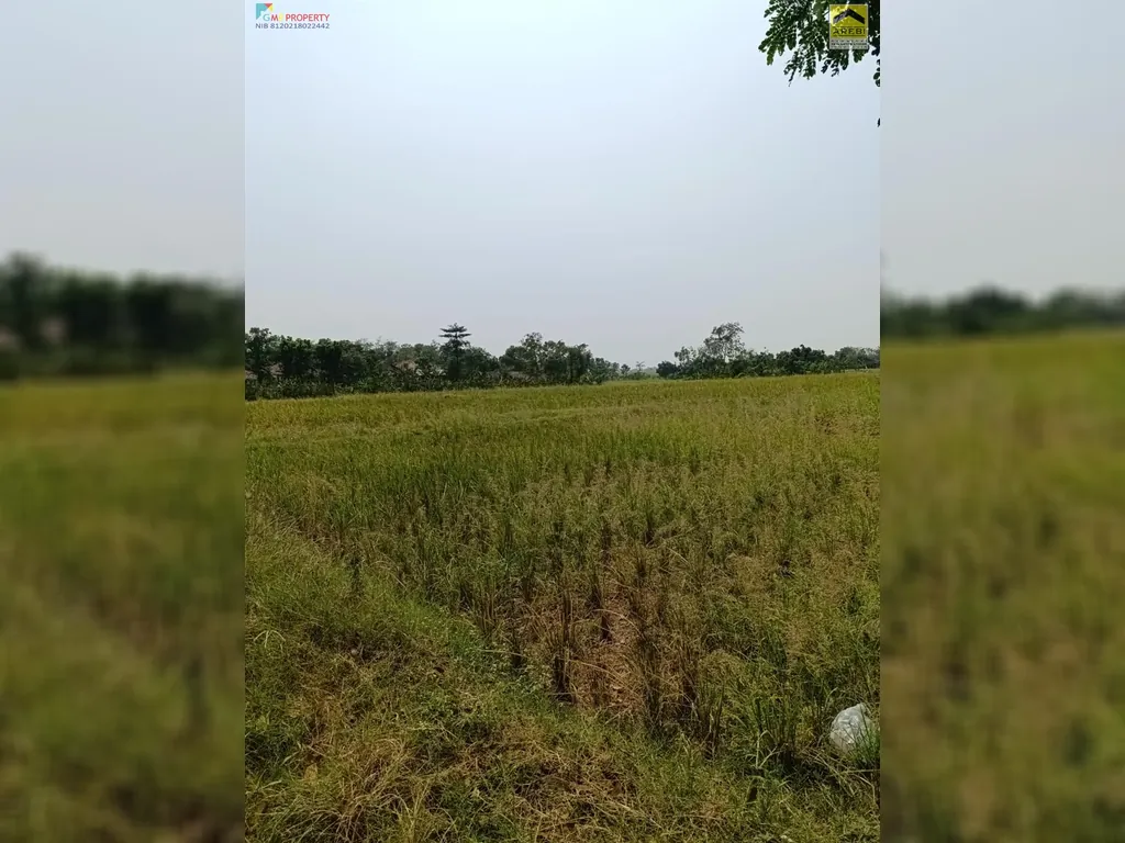 Tanah sawah di pinggir jalan kertajati (15).jpeg