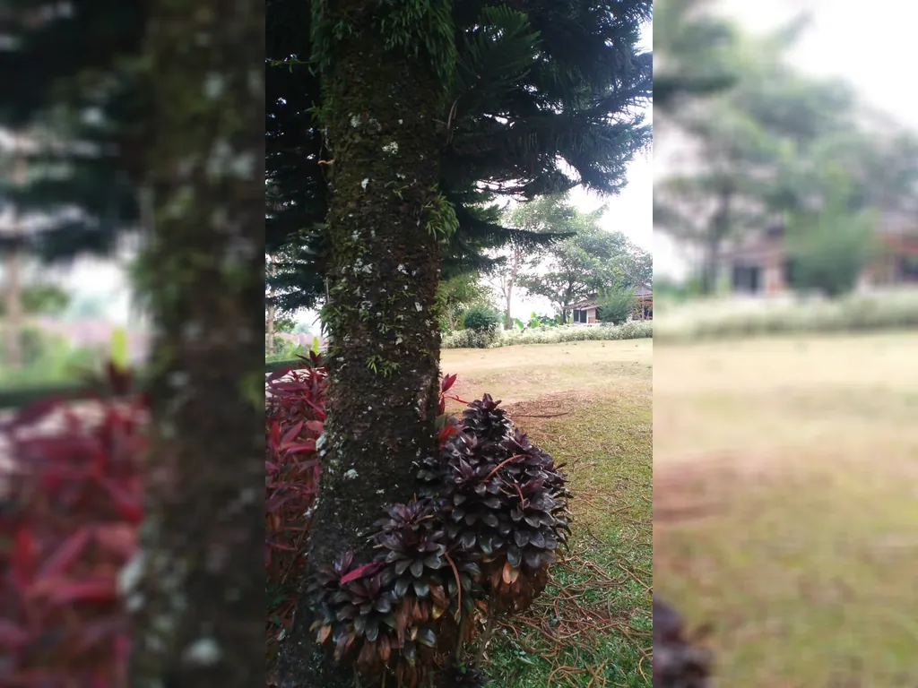 Cisarua Puncak Bogor (15).jpg