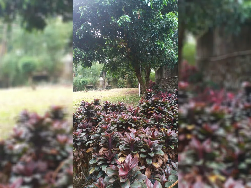 Cisarua Puncak Bogor (7).jpg