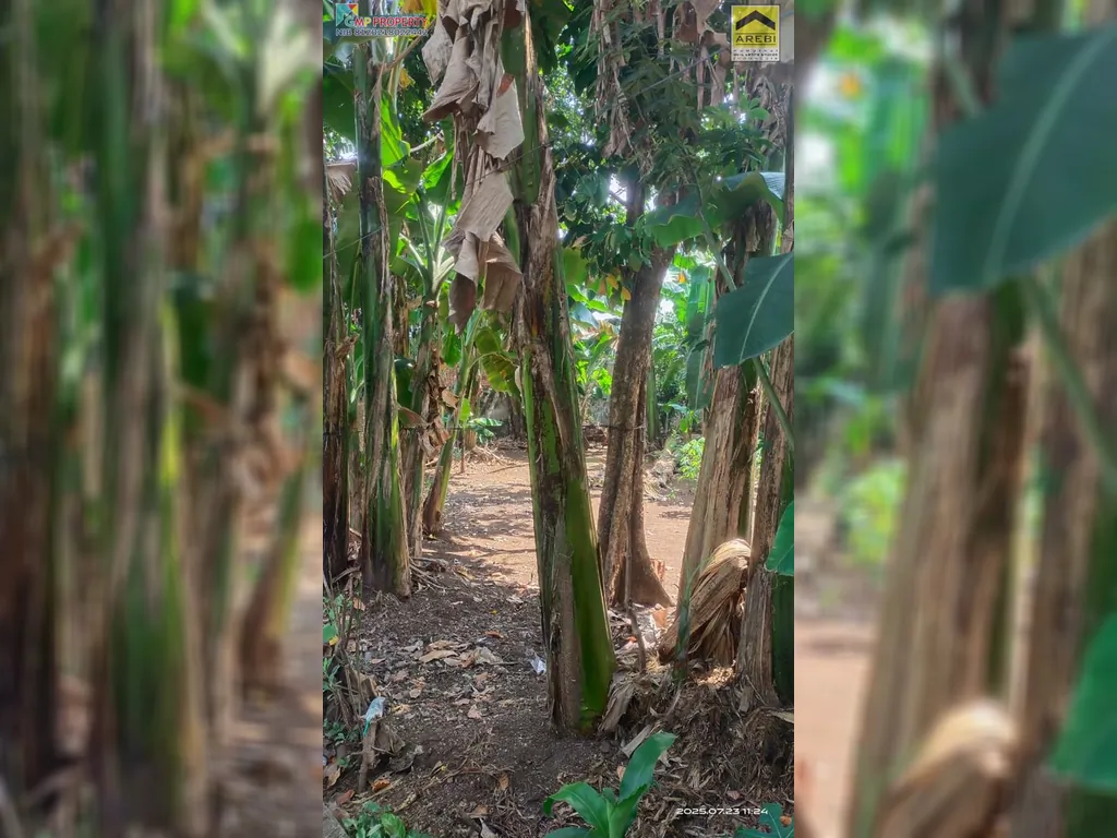 TANAH KOMSEN (11).jpeg