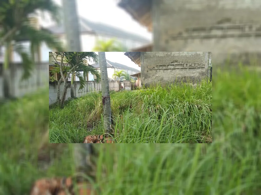 WhatsApp Image 2023-05-10 at 07.37.01.jpeg