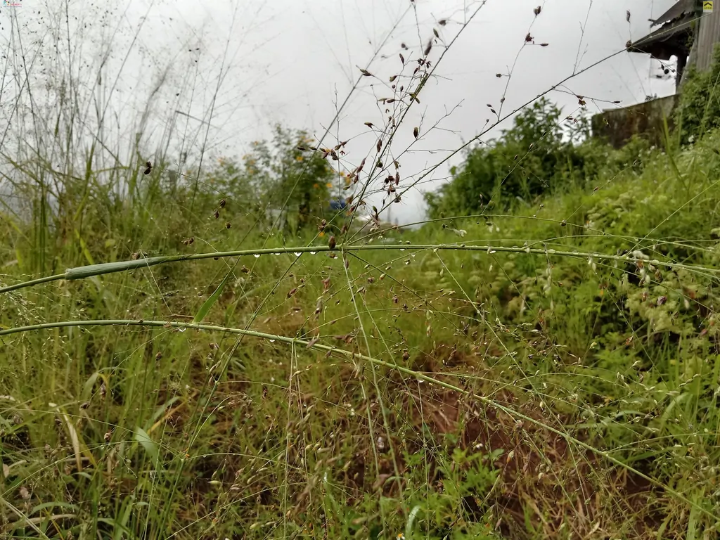 Tanah kavling di jual di bojong koneng atas (6).jpg