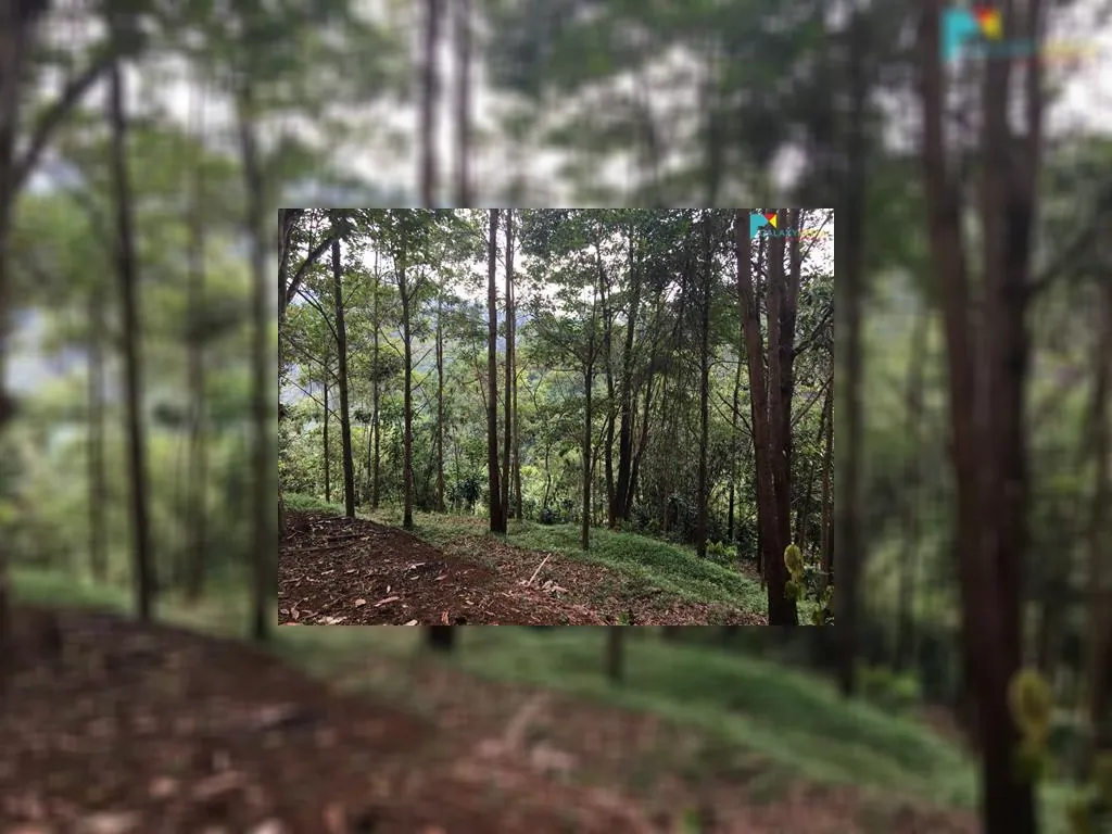 di jual tanah di sagalaherang subang (9).jpeg