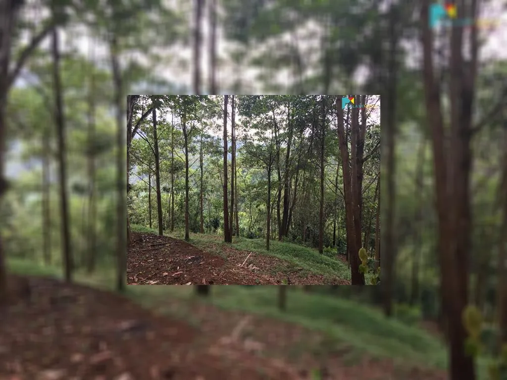 di jual tanah di sagalaherang subang (5).jpeg