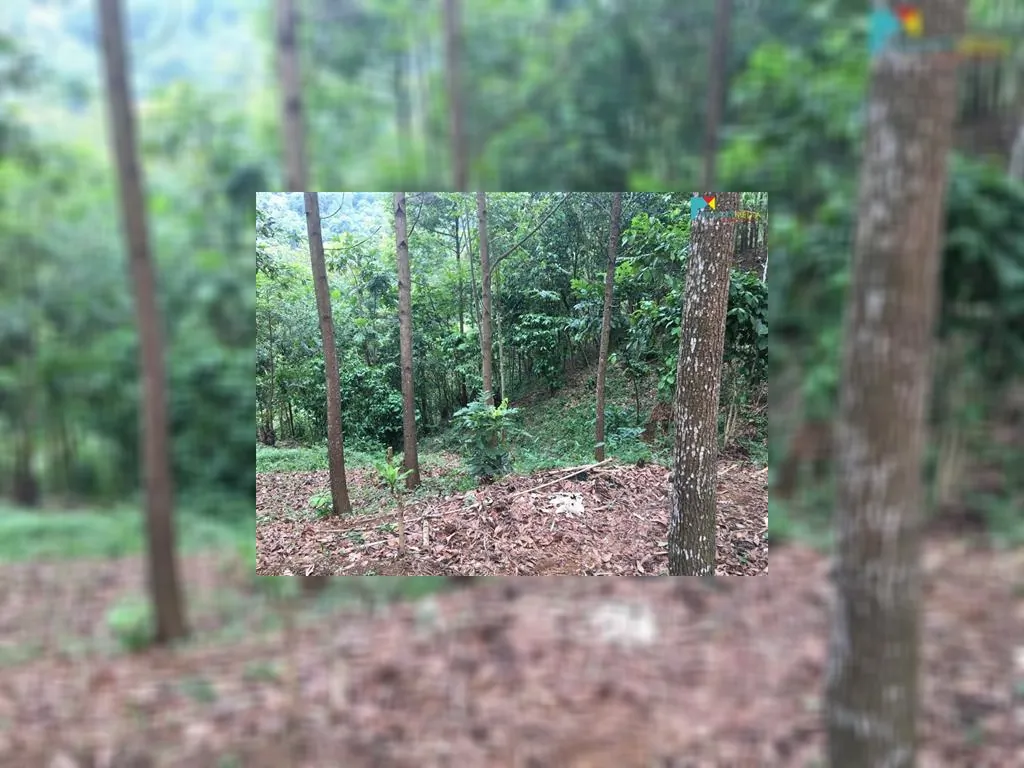 di jual tanah di sagalaherang subang (3).jpeg